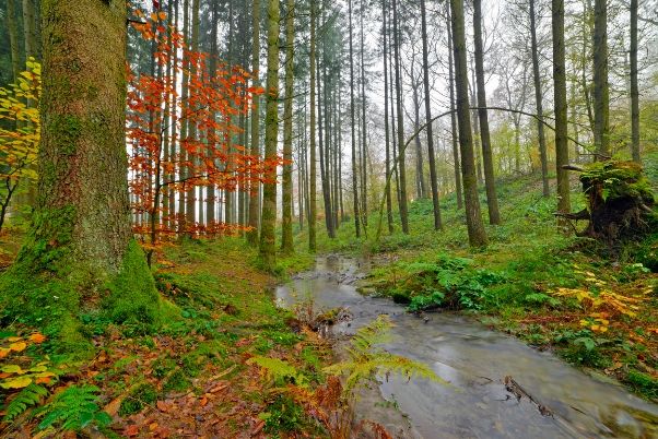 Bosque de las Árdenas en Vresse